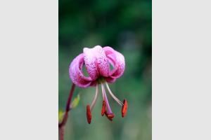 Macro sur Lis Martagon