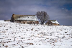 Aubrac sous la neige