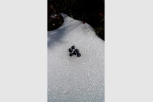 Quelques myrtilles trouves sur la neige