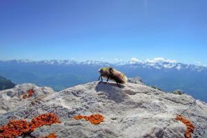 Abeille depuis Chamechaude, face aux sommets des Alpes
