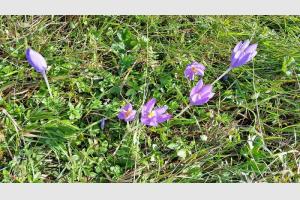Mes fleurs prfres, Aubrac