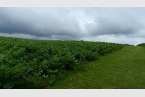 Les champs de fougres