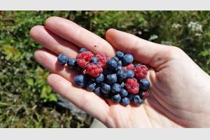 Fruits sauvages trouvs lors de la randonne