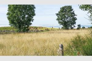 Vaches Aubrac, paisibles au matin