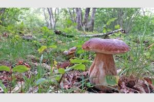 Petit cpe dans la fort 