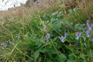 les chemins de l'Aubrac