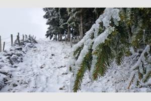 Draille et sapin gels