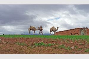Dromadaires, qui attendent la balade