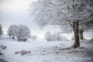 Manteau blanc sur Aubrac