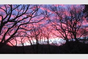 Le ciel s'embrase  travers les arbres