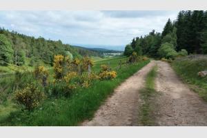 Randonnée au Puy de la Tuile Chemin forestier sur le retour