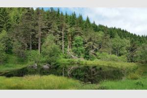 Randonnée au Puy de la Tuile Lac noir dans la forêt sur le retour