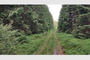 Randonnée au Puy de la Tuile Sentier bordé de bois près du sommet du puy