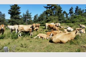 Troupeau de vaches d'Aubrac