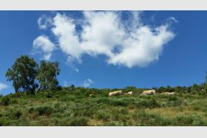 Troupeau de vaches