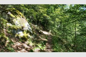 Chemin dans la fort