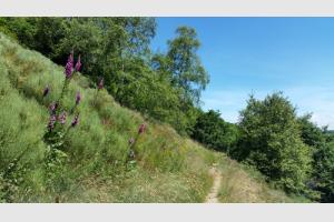 Sentier trs fleuri