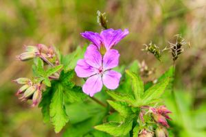 Fleurs de dbut juillet