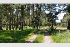 Passage sous les sapins