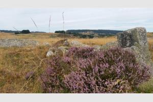 Bruyre en fleur et granit
