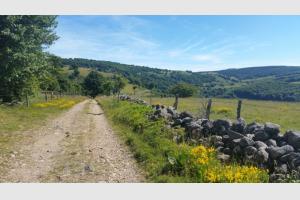 Le long du chemin fleuri