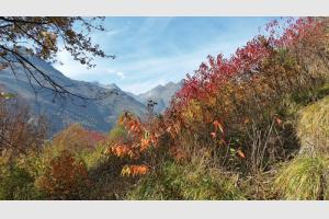 La vgtation aux couleurs de l'automne