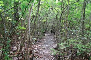 Le chemin traverse la mangrove depuis l'Anse du Souffleur