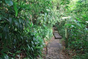 Sur le chemin vers la cascade