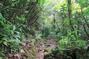 Le chemin passe  travers la foret humide