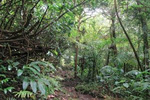 La foret humide porte bien son nom
