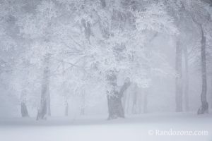 Arbres fantomatiques