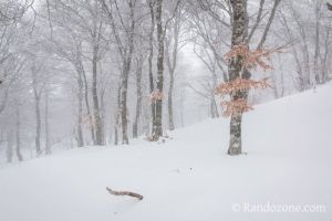 Les dernires feuilles d'automne ne veulent pas partir