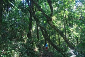 Randonnée à la Mamelle de Petit Bourg Progression dans la forêt humide