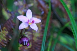 Randonnée à la Mamelle de Petit Bourg Une orchidée de toute beauté