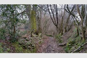 Le chemin s'enguffre dans la foret