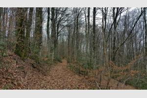 Un tapis de feuilles mortes 