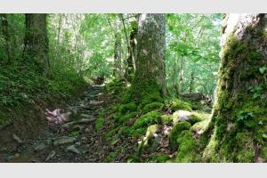 Dans la montée dans le bois Dans la montée dans le bois