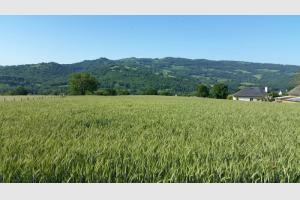 Champs de bl dans la valle