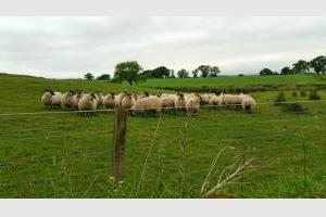 Dans un champs les moutons cossais