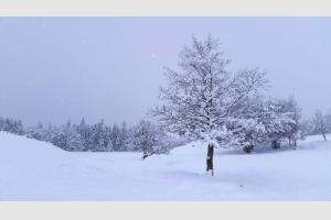 La neige tombe sur l'Aubrac
