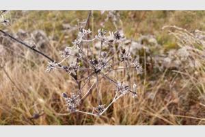 Le givre gagne toute la nature