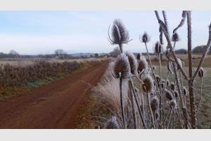 Des chardons bordent la piste de terre