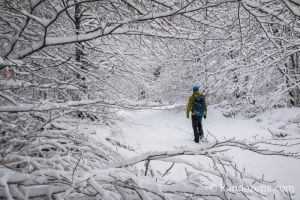 Balade dans la neige en Aubrac