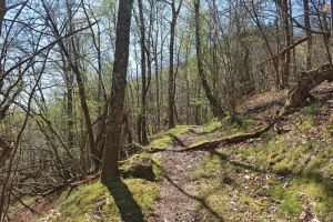 Le sentier qui grimpe dans le bois