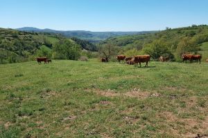 Un troupeau de vaches dans le près Un troupeau de vaches dans le près
