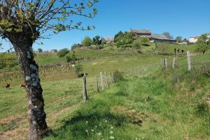 Sur le chemin qui monte à la ferme Sur le chemin qui monte à la ferme