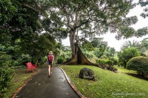 Promenade facile dans le jardin botanique de Deshaie