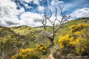 L'arbre sous un autre angle