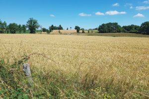 Les jolis champs de bl  perte de vue