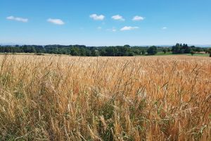 Des bls et la nature au loin
